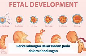 Bentuk Bayi Umur 3 Bulan