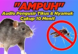 Suara Pengusir Tikus Curut